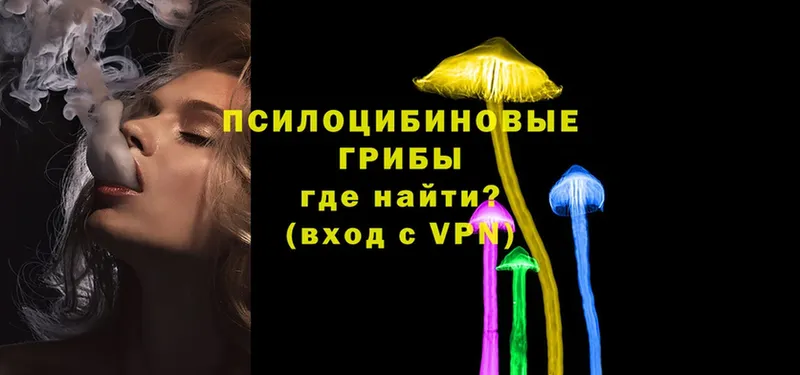 mega tor  Конаково  Псилоцибиновые грибы Psilocybe 